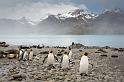 046 Zuid-Georgie, Fortuna Bay, koningspinguins